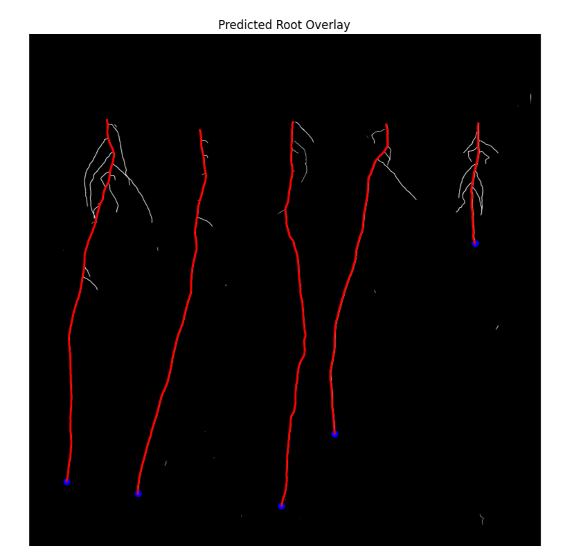 Root Segmentation